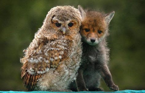 240 Freundschaft unter Tieren - Animals love-Ideen in 2021 | tiere, freundschaft, ausgestopftes tier
