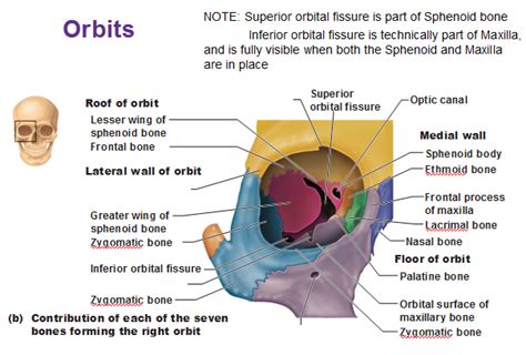 medicalsham: ANATOMI MATA human eyes anatomy PART 2