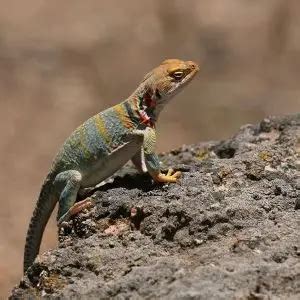 Common Collared Lizard - Facts, Diet, Habitat & Pictures on Animalia.bio