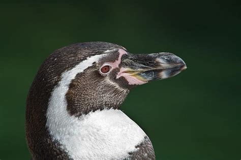 Picture 7 of 10 - Humboldt Penguin (Spheniscus Humboldti) Pictures & Images - Animals - A-Z Animals