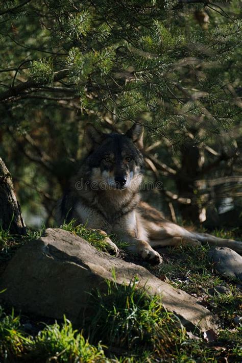 Majestic Gray Wolf is Pictured Laying Down in Front of a Tall Tree Surrounded by Lush Green ...