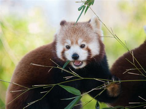 Red Panda | Red Panda at Paradise Wildlife Park, Broxbourne … | Flickr