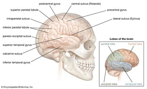 Main Parts Of The Brain And Functions