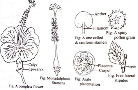 Identifying Characteristics of Malvaceae Family - QS Study