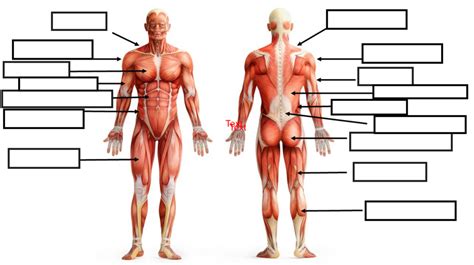 Muscle groups Diagram | Quizlet