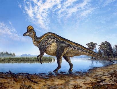 Corythosaurus - Everything Dinosaurs