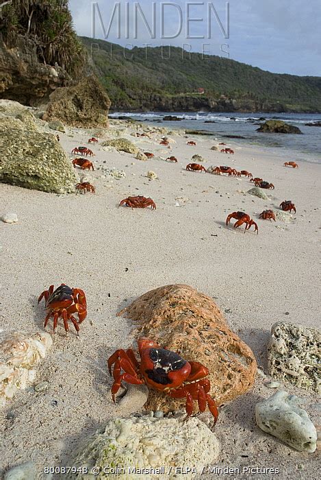 Christmas Island Red Crab stock photo - Minden Pictures