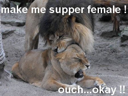 Funny Lion Quotes - ShortQuotes.cc