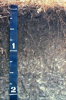 AGRO SOIL: Mollisols from Greenwood County, Kansas