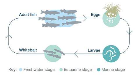 Inanga: Freshwater fish