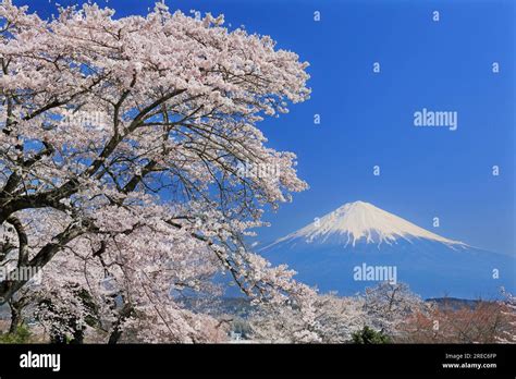 Mount Fuji with cherry blossom Stock Photo - Alamy