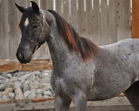 Blue Roan Horse Color Genetics with Photos and Descriptions - Helpful ...