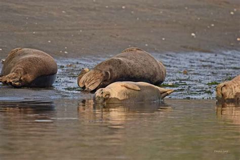 Harbor Seal Pupping Season is Here: Where to See Baby Seals & More ...