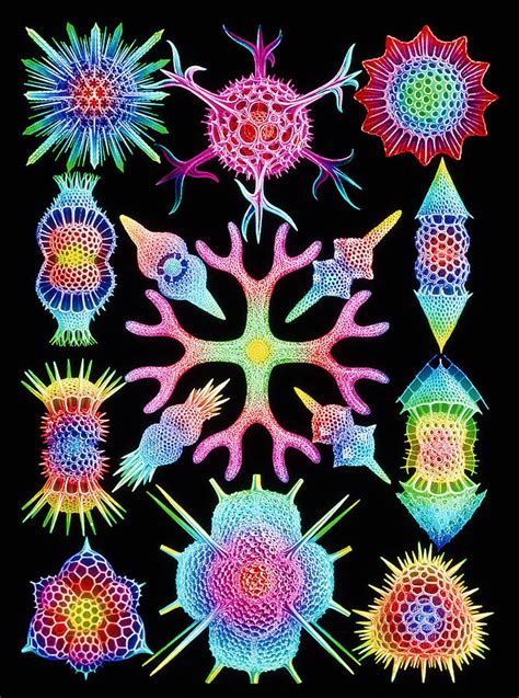 Computer Art Of Radiolarians (from Ernst Haeckel) Photograph by Mehau ...