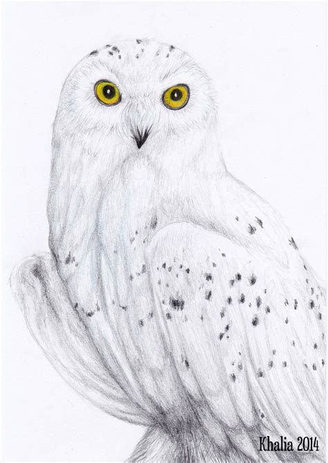 Snowy Owl Drawing by KhaliaArt on DeviantArt