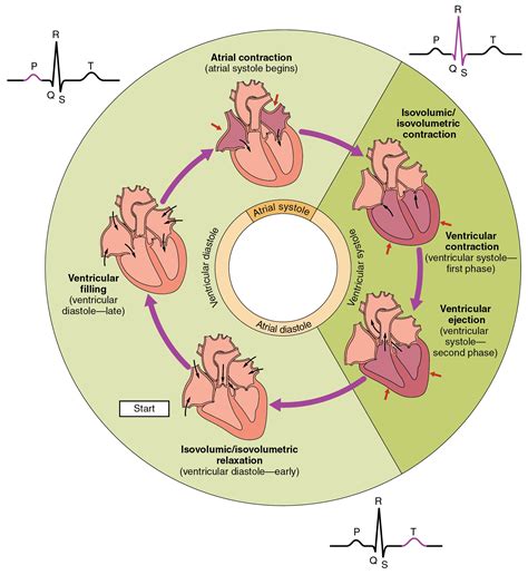 Cardiac Cycle · Anatomy and Physiology