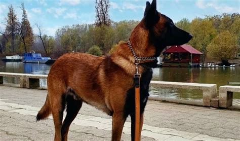 Belgian Malinois Dog Breed Infomation & Interesting Facts!!