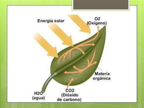 Fotosintesis Y Respiracion Celular De Las Plantas - Compartir Celular