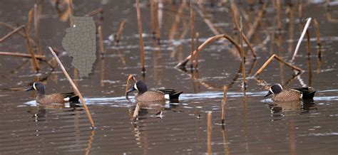 Outdoor Illinois Journal: Big Bend State Fish and Wildlife Area