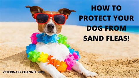 How Do You Treat Sand Fleas On Dogs