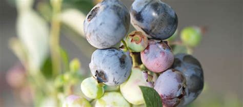 Blueberry Varieties - Fruit Tree Lane