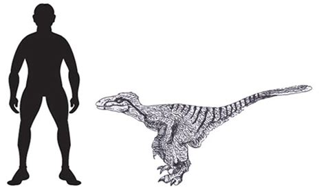 Dinosaurs Size and Scale A Scale Drawing of Pyroraptor