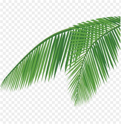 coconut leaf png - coconut leaf vector PNG image with transparent ...