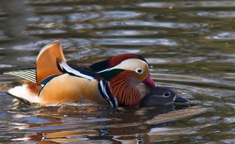 Mandarin Ducks Mating | Flickr - Photo Sharing!