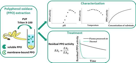 Foods | Free Full-Text | Effects of Extraction Conditions on Banana Peel Polyphenol Oxidase ...