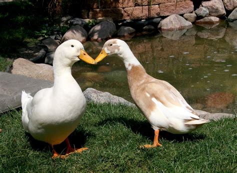 Kissing Ducks | Duck photo, Pekin duck, Duck gifts