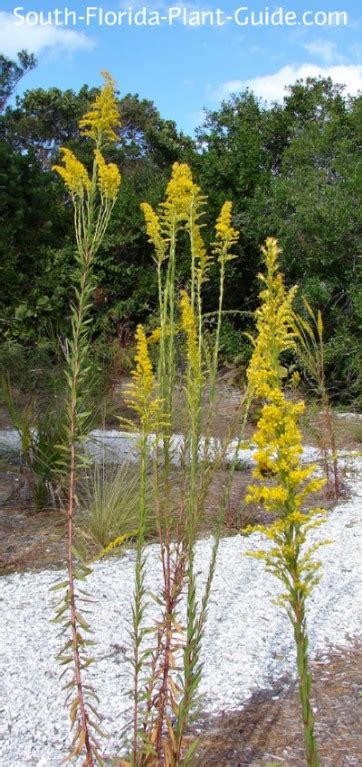 Native Plants of Florida