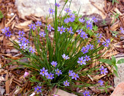 Blue Eyed Grass 'Lucerne' - Roots Nursery