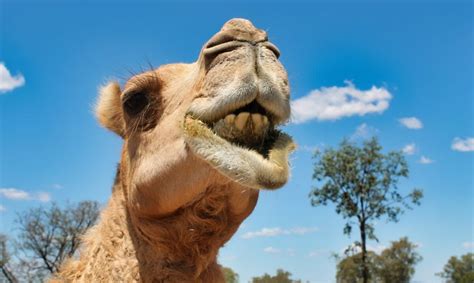 A Dairy Solution for Australia’s Out-of-Control Feral Camels - Modern Farmer