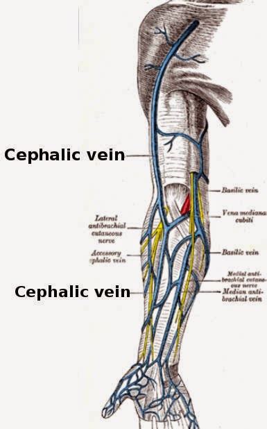 Cephalic Vein