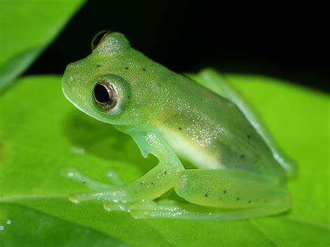 20 Interesting Facts About Glass Frogs - Facts.net