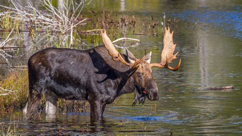 Moose Hunting - Big Boom's Northern Maine Adventures