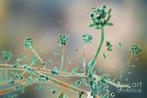 Acremonium Mould Fungus Photograph by Kateryna Kon/science Photo Library - Fine Art America