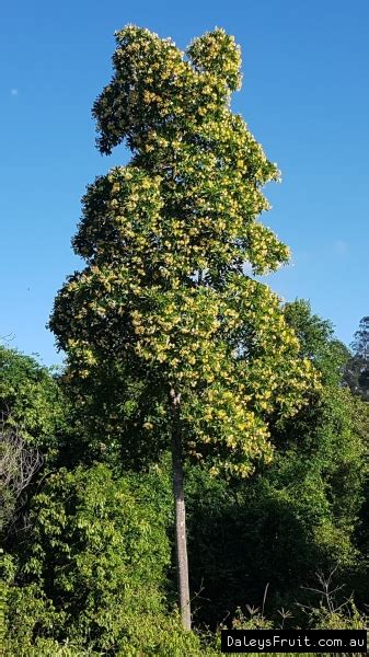 Buy Native Frangipani Trees (Hymenosporum flavum)