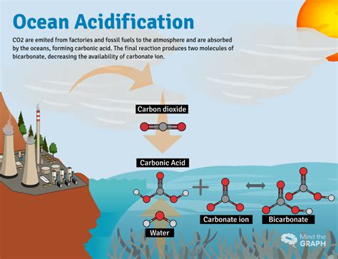 Consequences of ocean acidification on marine animals - Mind the Graph Blog