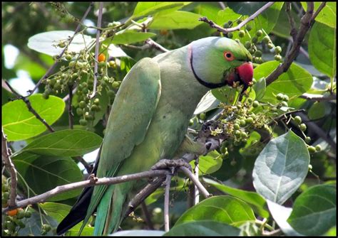 Rose-ringed Parakeet ~ Bird Facts Forum