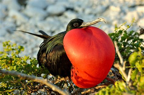 Frigatebird | Animal Wildlife