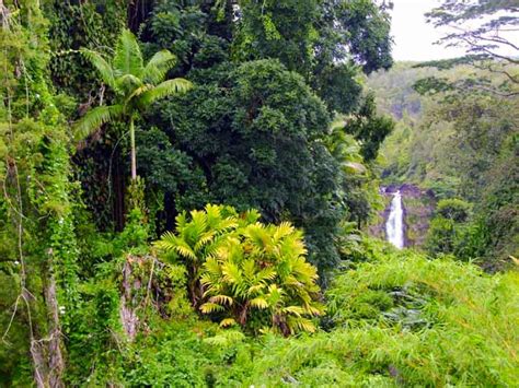 Akaka Falls - This Hawaii Life