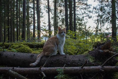 Forestcat in the forest stock image. Image of animal - 157652975