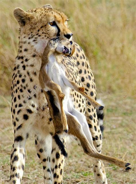 Cheetah holding its prey, a Thompson’s gazelle fawn. Survival of the ...