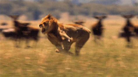 Lion Big Smile GIF - UINona GIFs