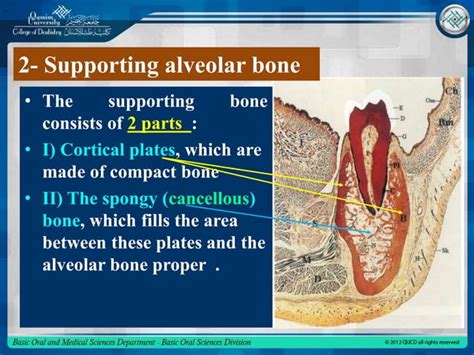 Alveolar bone | PPT