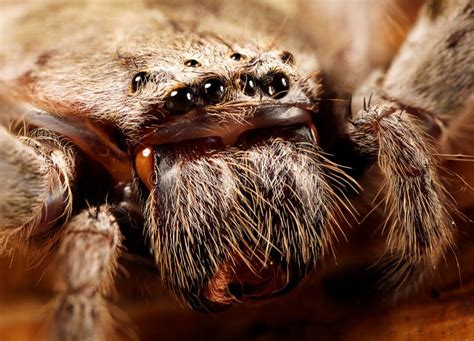 Huntsman Spider Stock Photos - Image: 27736553