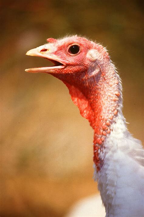 Smithsonian Insider – Today’s domestic turkeys are genetically distinct ...