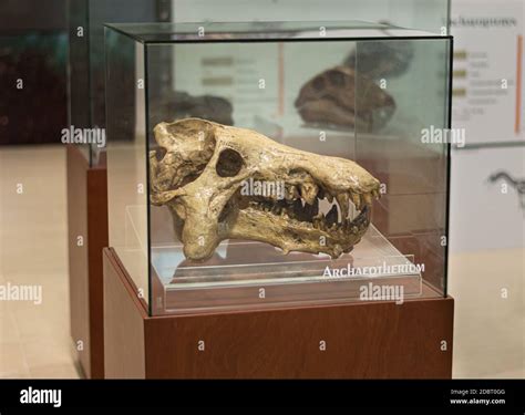 Archaeotherium skull fossil in display at the Chicxulub Crater museum ...