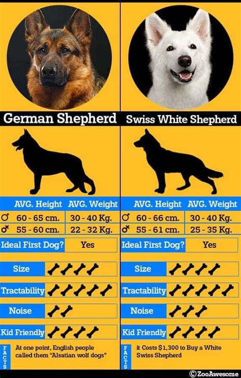 White Swiss Shepherd vs German Shepherd - Spot the Difference | ZooAwesome